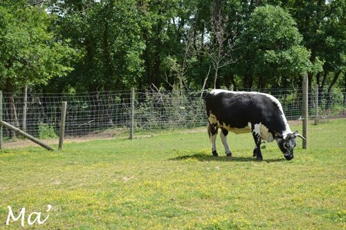 140529_peaugres_ferme3