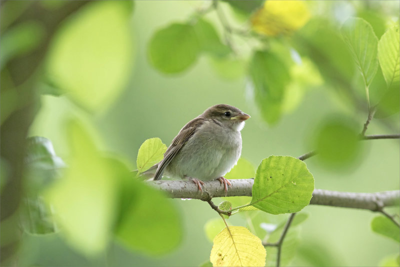 Oiseau moineau jeune 3 060721