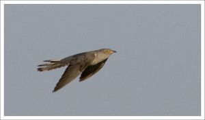 coucou_200409_2