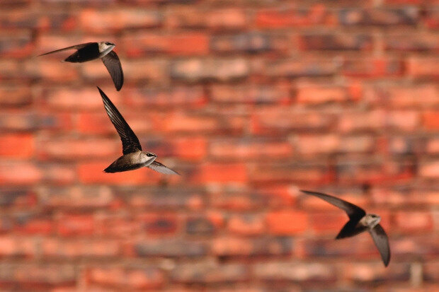 Chimney_Michael Veltri1_OK