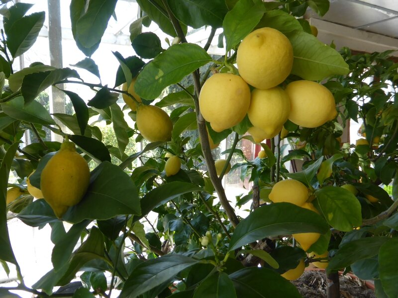 19-citronniers (4)