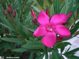 Laurier-Rose (fleurs rouge vif) • Nerium Oleander