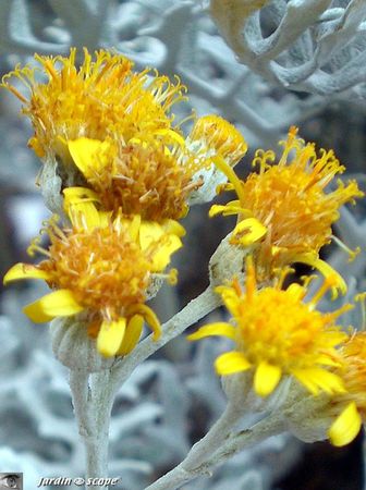 Cineraria maritima 2