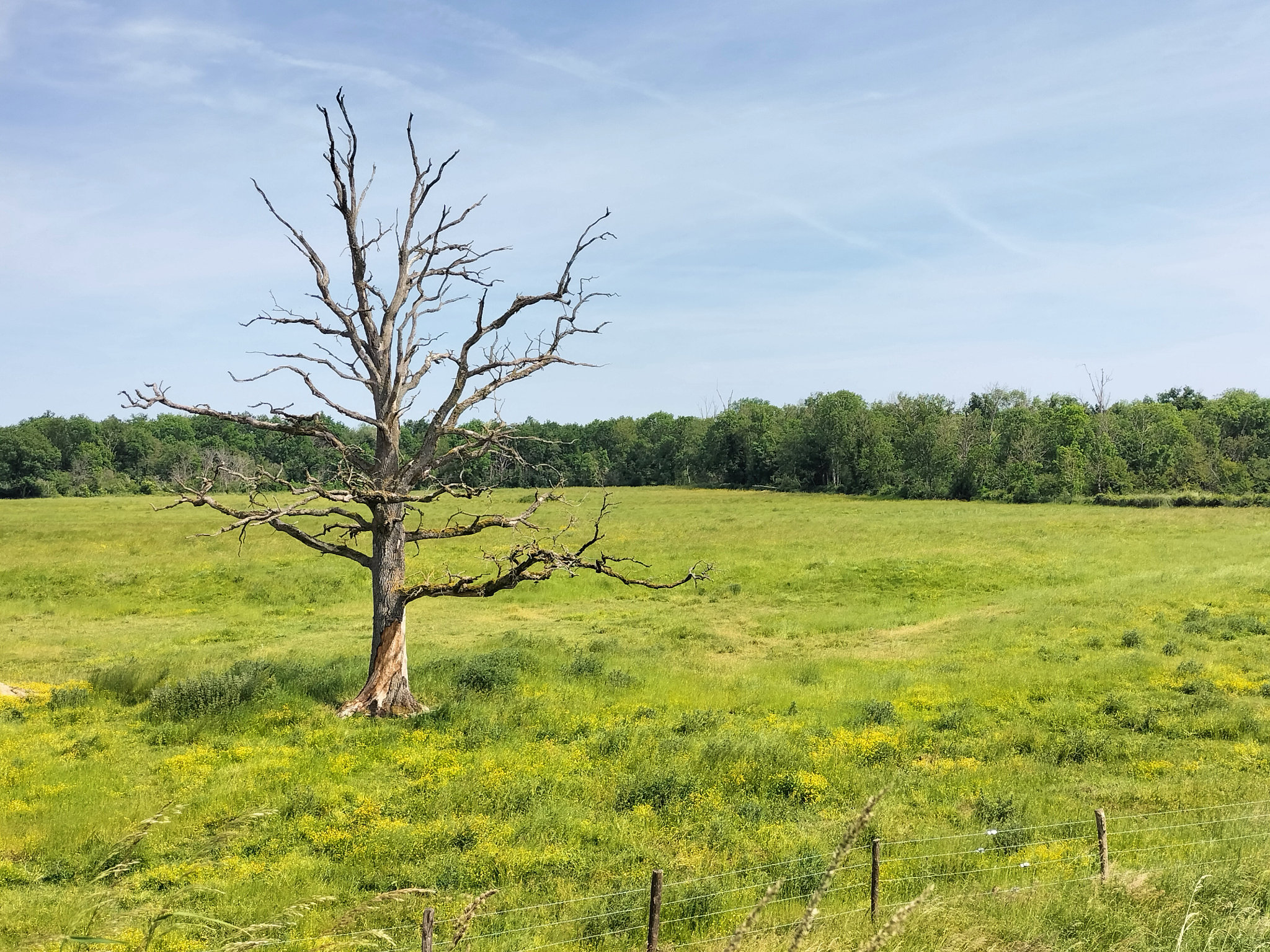 Givry, un arbre (18)
