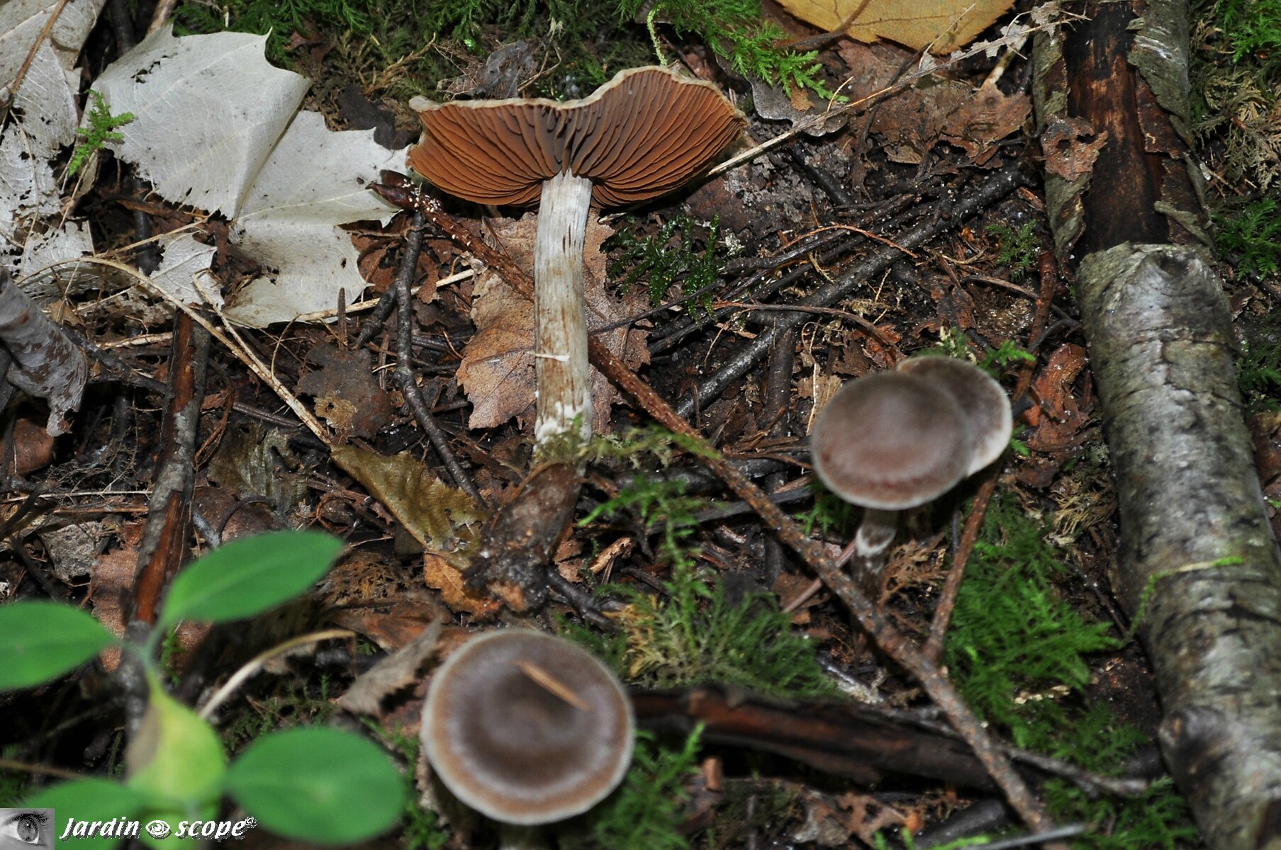 Cortinarius flexipes var. flabellus
