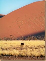 Parc du Namib, Sossusleiv (78)