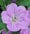 geranium 'Mavis simpson'