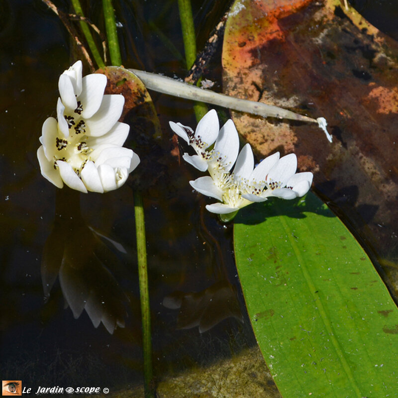 Aponogeton-distachyos-4