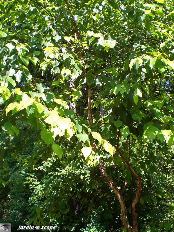 Bouleau • Betula 'Davurica