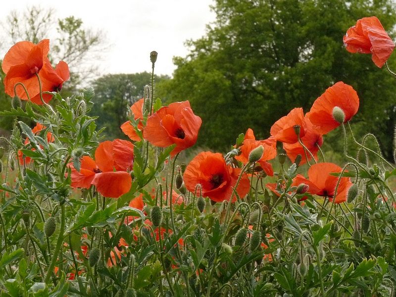 coquelicots_e_800