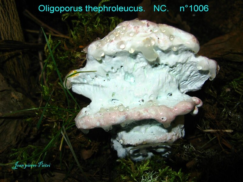 Oligoporus thephroleucus n°1006