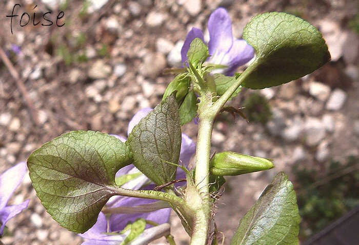 feuilles caulinaires à stipules lancéolées à franges ciliées