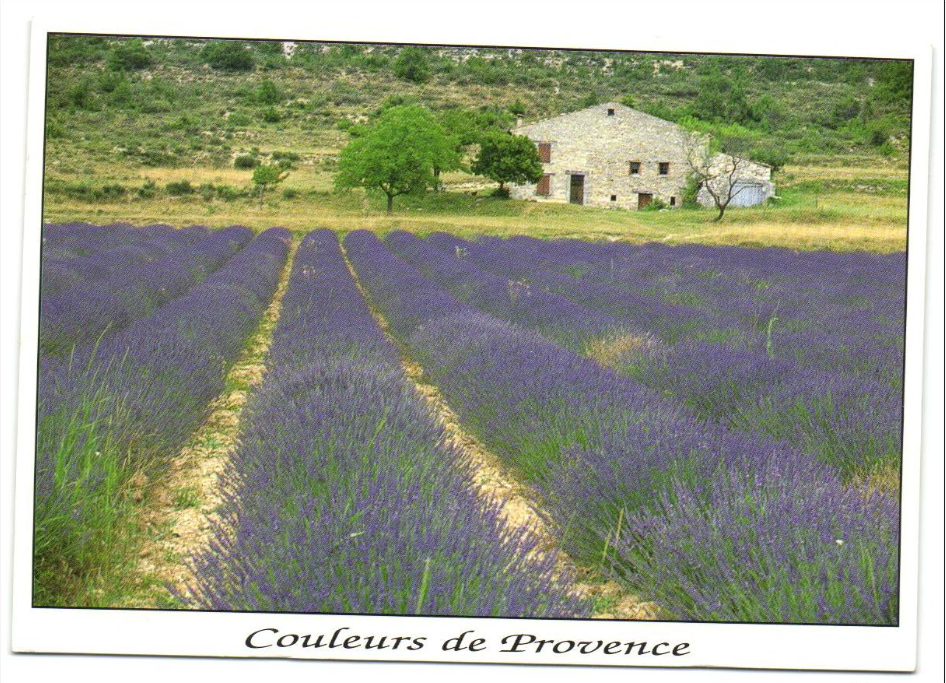 Couleurs de Provence-Les lavandes