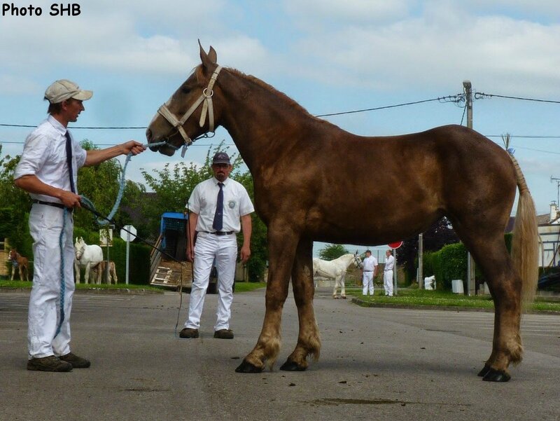 Chipie du Boncoin - Concours Elevage local - Arneke (59) - 19 juin 2014 - photo SHB