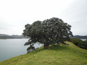 Puhutukawa sur Urupukapuka - Bay of Islands