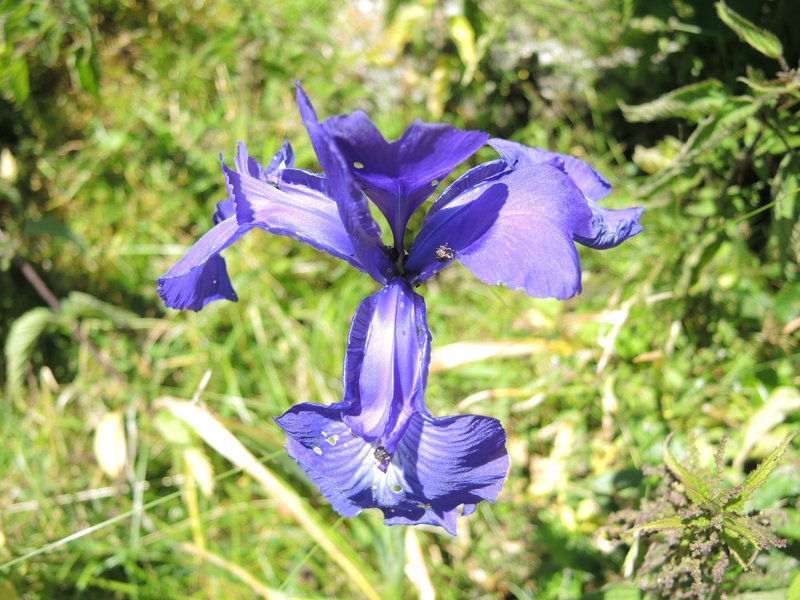 Lescun, e sentier Pétragème, iris latifolia (64)