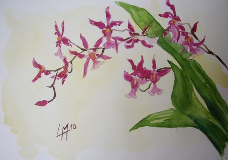 Orchid_e_oncidium