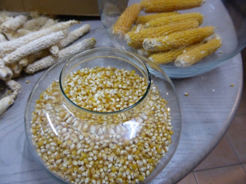 15-maïs pop corn (1)