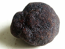 truffe_noire_du_P_rigord__Tuber_melanosporum__D