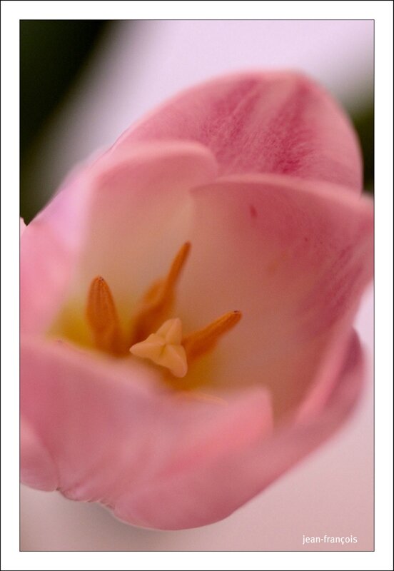 tulipe4