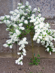 arbustre fleurs blanches