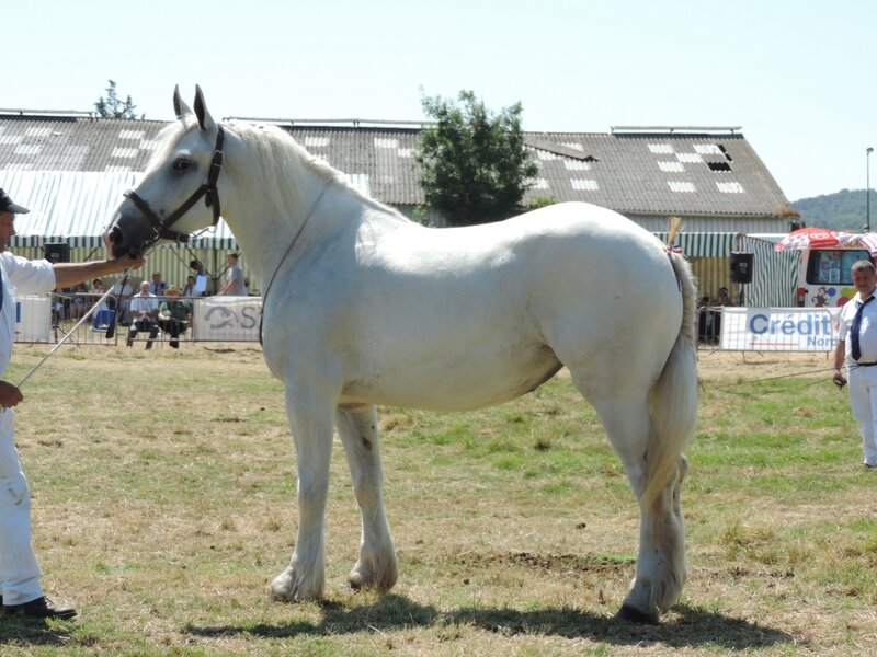 Duchesse de Nordal - 23 Juillet 2016 - National Boulonnais - 6e (3 ans)