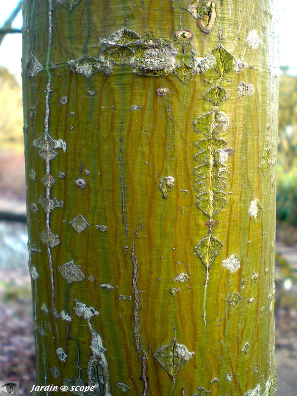 Erable du Père David • Acer davidii • Famille des Sapindaceae