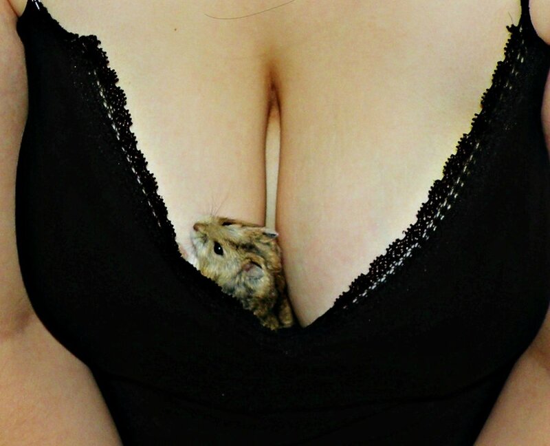 boob_hamster_by_catrain_mcfizzwizzle