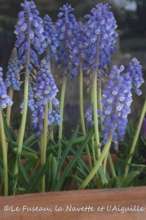 muscari3-mars2012