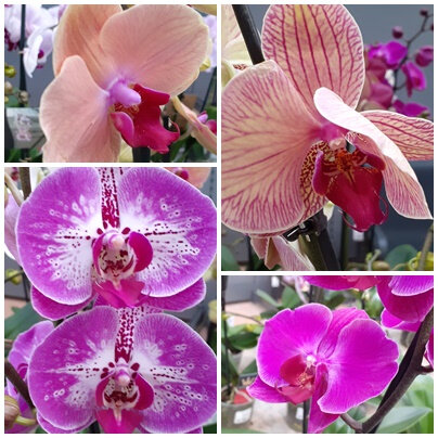 Orchidées (11)