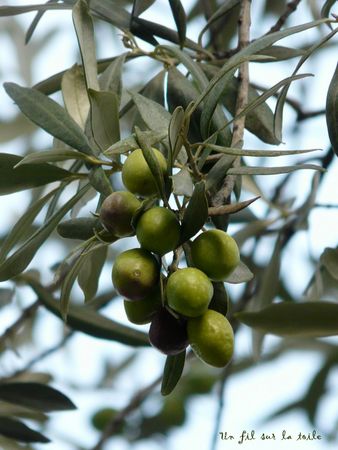 olives_3_phf