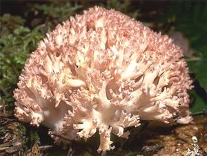 Clavaire_en_chou_fleur5