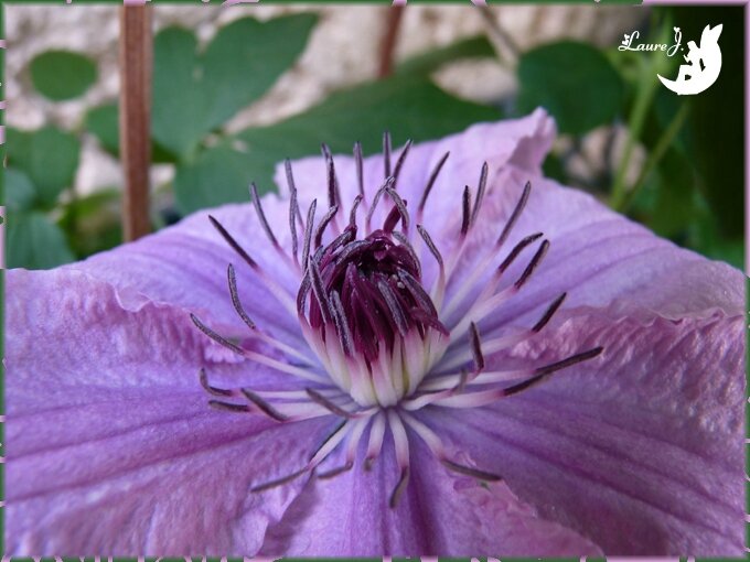 clematite Hagley hybrid 2014 5