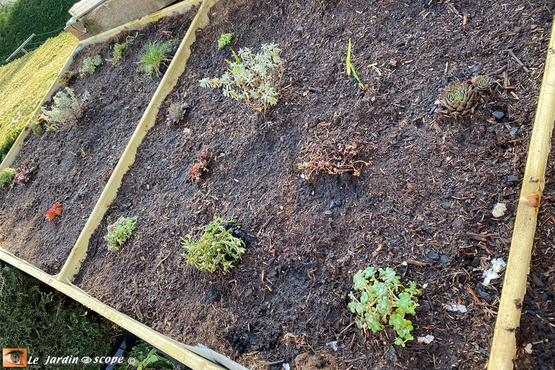 Bucher-plantation-1