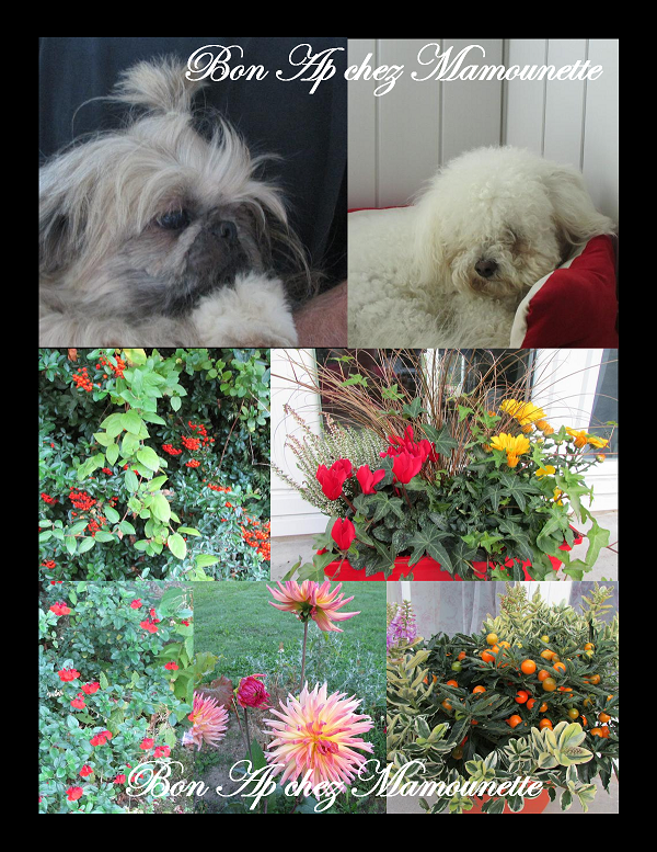 isis handy fleurs automne