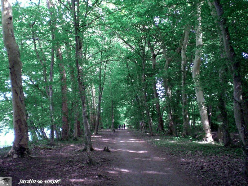 Sous bois un peu plus loin…