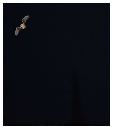 ville_QM_chauve_souris_2_clocher_080311