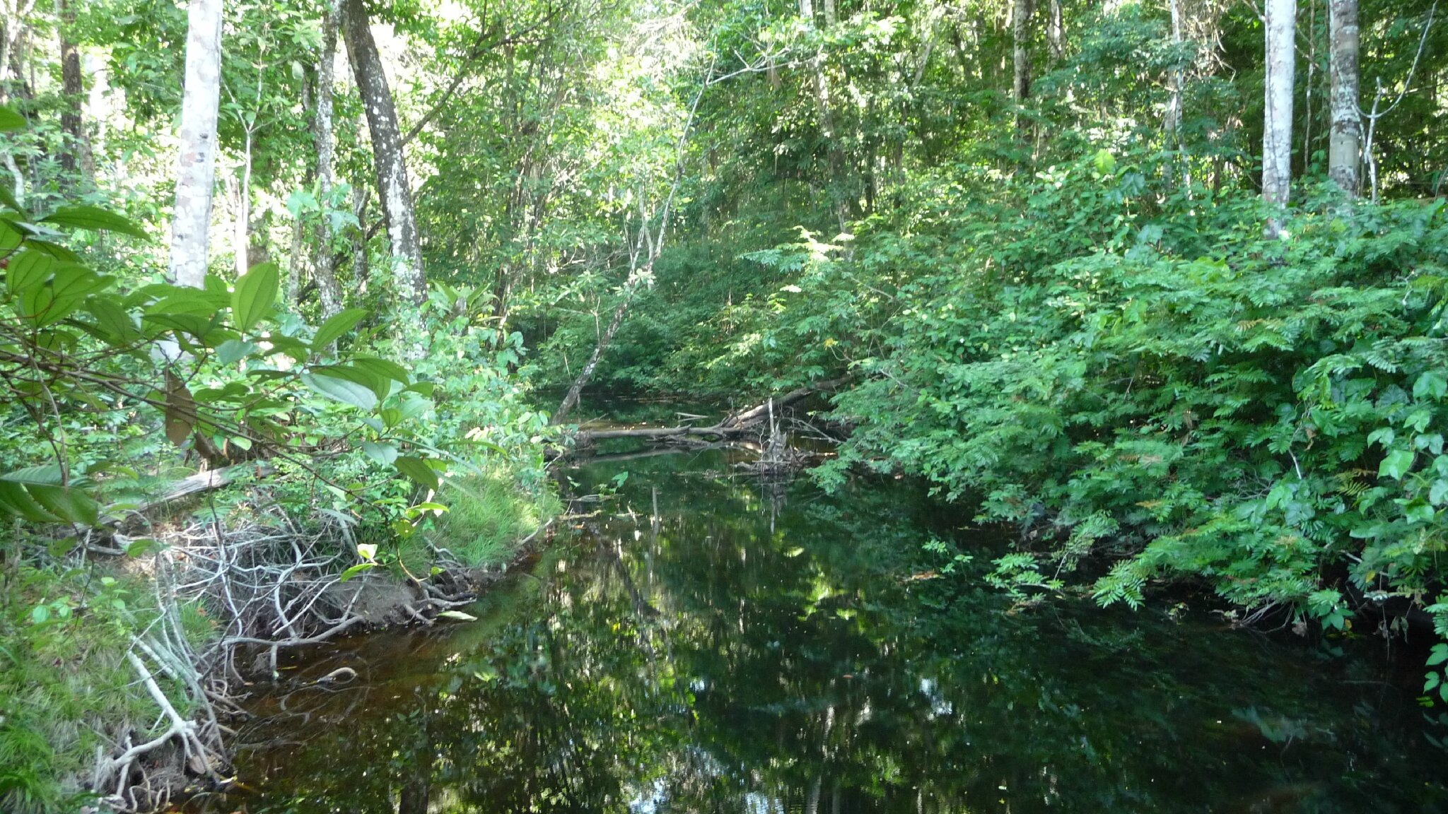 Sur la route de Saint-Laurent-du-Maroni