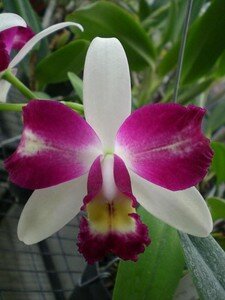 orchid_e