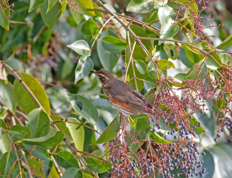 Oiseaux troënes froid 171222 7 Mauvis ym