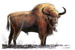 Bison