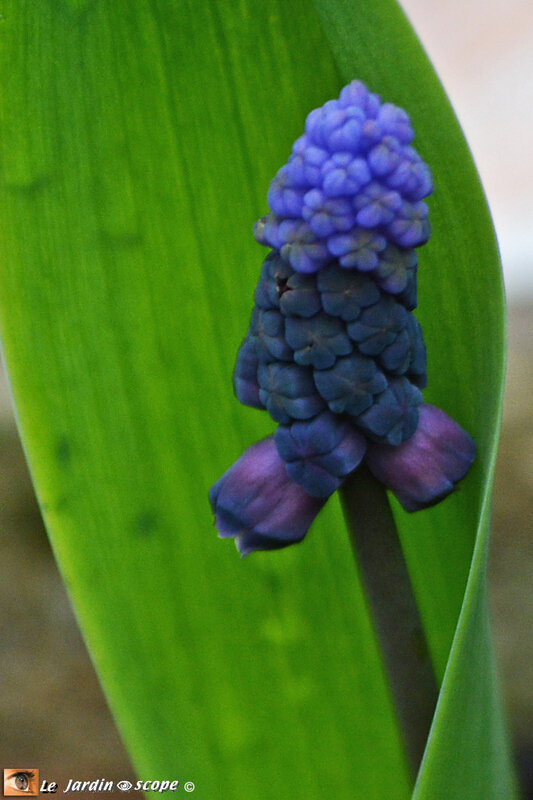 Muscari-latifolium