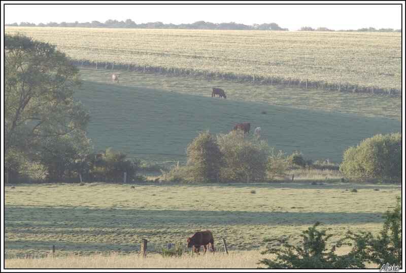 paysage champêtre