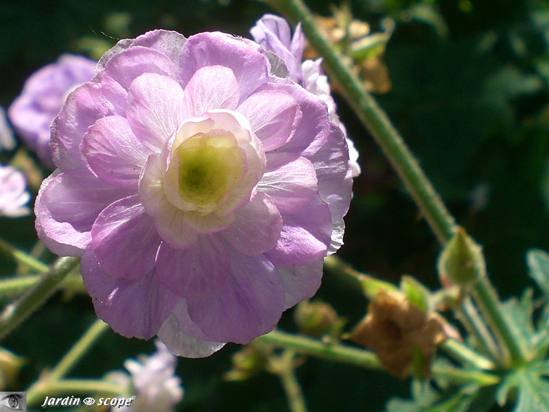 Le Géranium vivace 'Pratense summer skies'