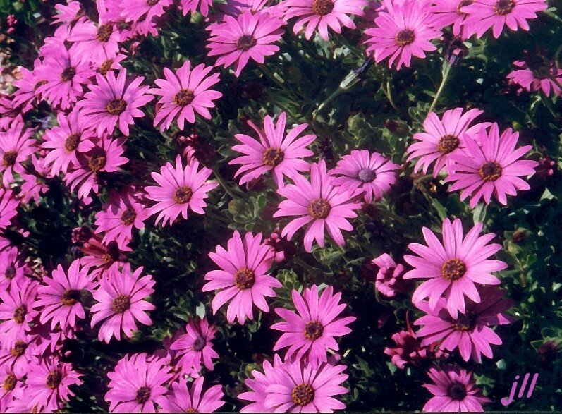 dimorphoteca hybride