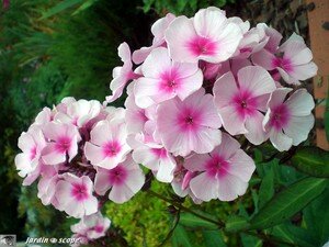Phlox