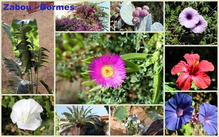 fleurs bormes