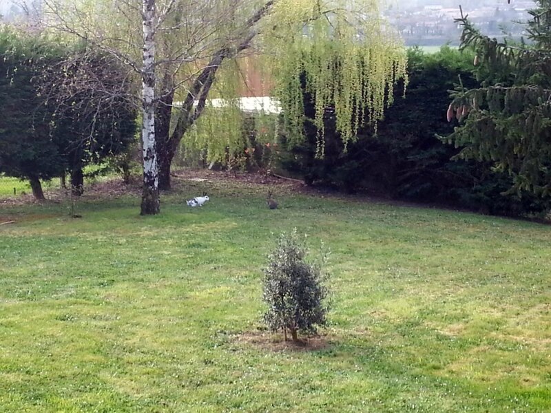 2 lapins à Sarranson 19 mars 2014 (5)