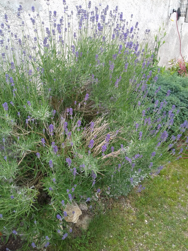 20190622_161944