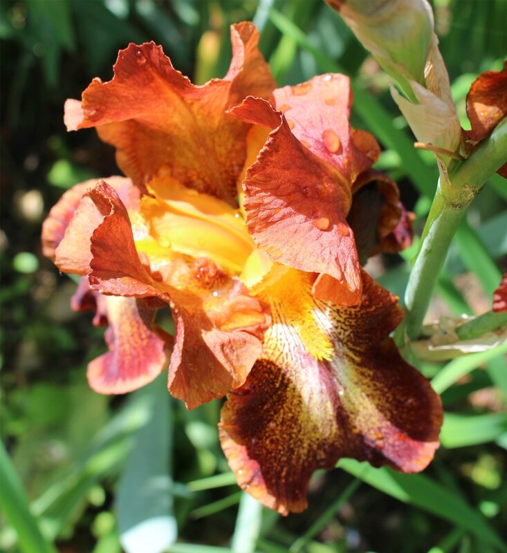 iris brun1